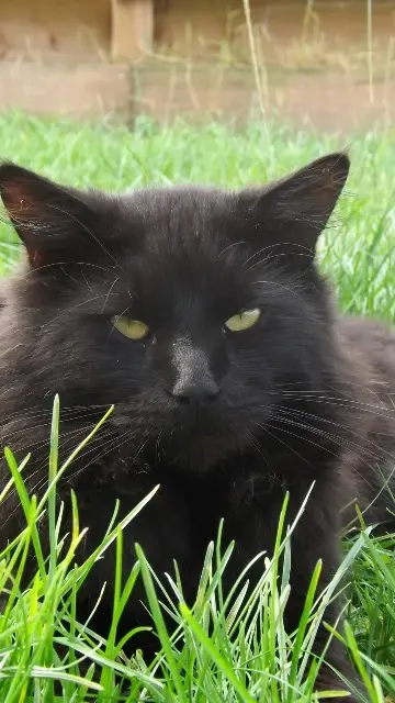 chat lost   40465 Pontonx-sur-l'Adour Oboy