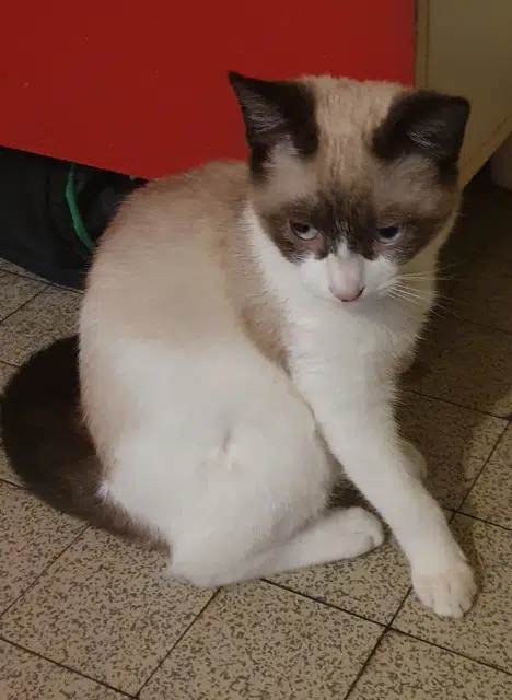 chat lost   40100 Dax Orpi