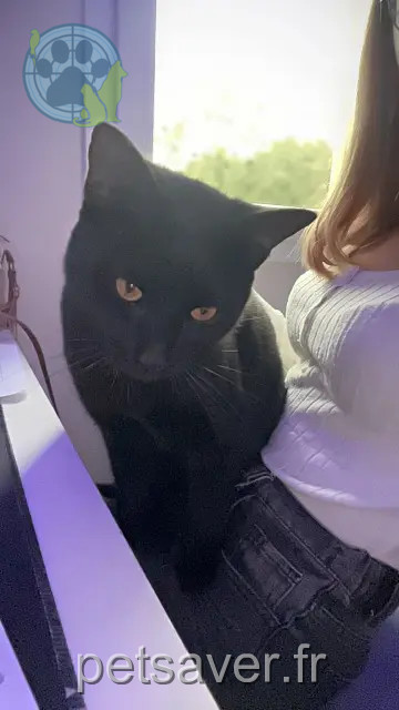 gato perdido 40380 Gamarde-les-Bains Oréo gato lost 40380 Gamarde-les-Bains Oréo