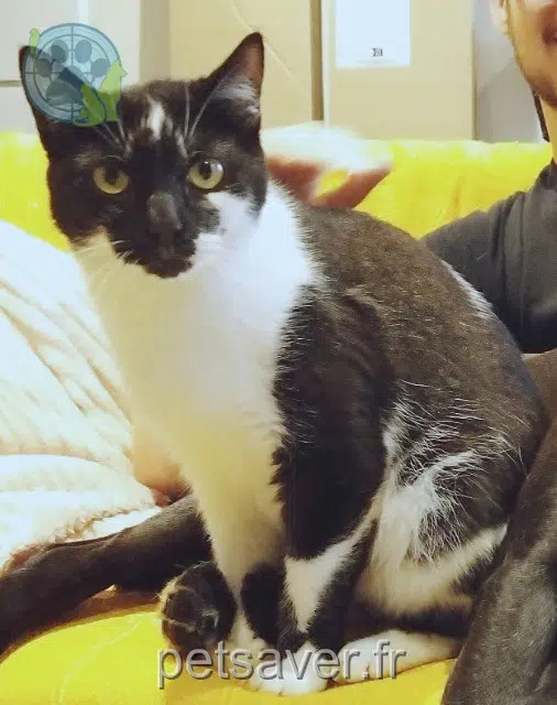 cat lost   40310 Gabarret Paulo