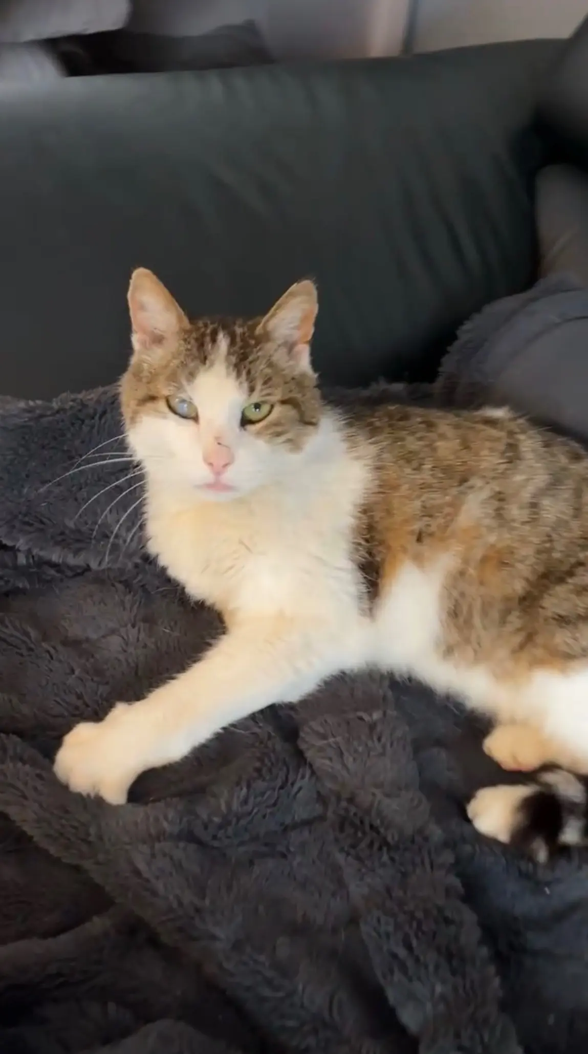 Chat Perdu 40 Landes - Plum Chat Perdu 40 Landes - Plum