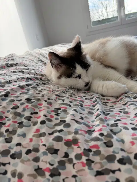 chat lost   40280 Benquet Pumba