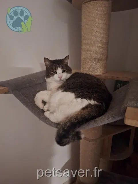 chat lost   40100 Dax Pumba