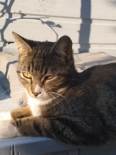 chat lost   40160 Parentis-en-Born Rio