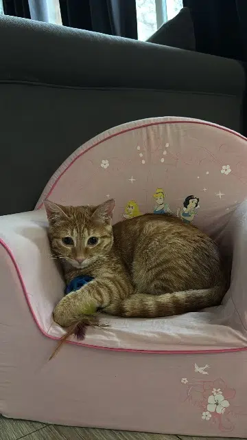 chat lost   40130 Capbreton Rouckmout