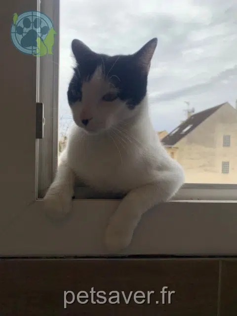 chat lost   40260 Castets Rusty