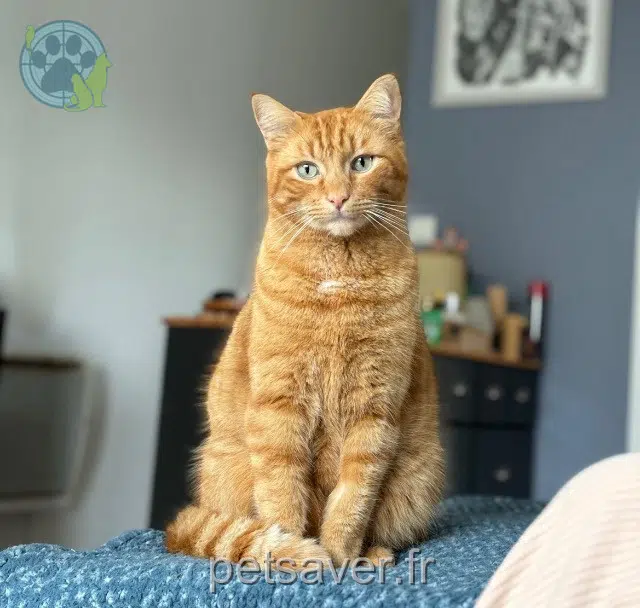 gatto lost 40280 Saint-Pierre-du-Mont Santocha