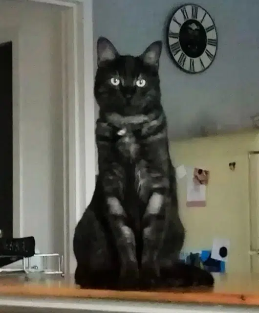 chat lost   40660 Moliets-et-Maâ Shoopy