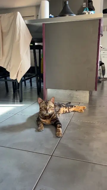 chat lost   40410 Liposthey Simba