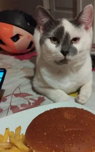 chat lost   40300 Peyrehorade Simba