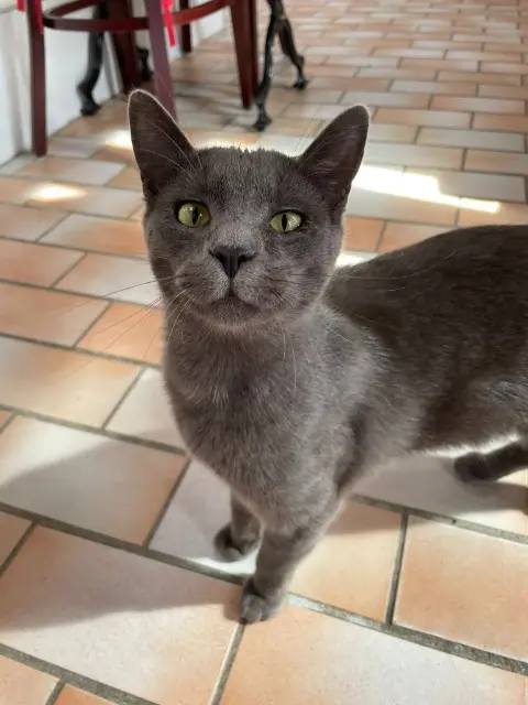 chat lost   40990 Saint-Paul-lès-Dax Smartys