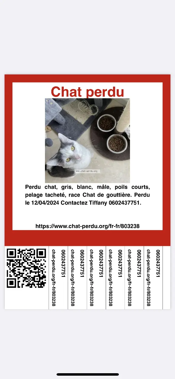 Chat Perdu 40 Landes - Tiako Chat Perdu 40 Landes - Tiako