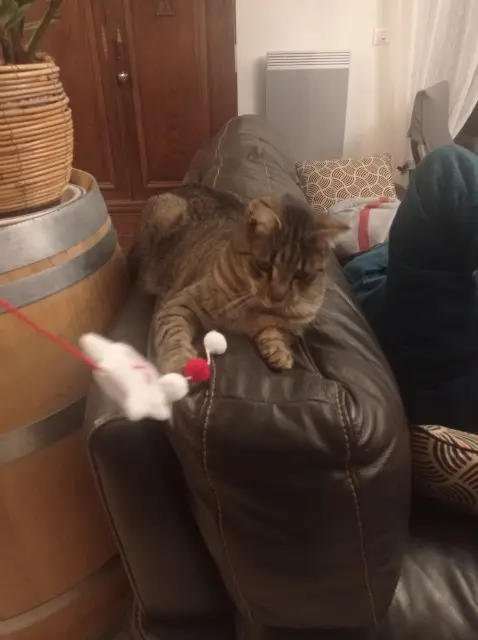 chat lost   40180 Oeyreluy Tigrou