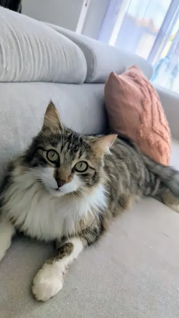 chat lost   40000 Mont-de-Marsan Tino