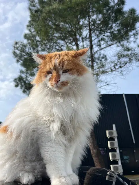 kater vermist 40150 Soorts-Hossegor Tipunch kater lost 40150 Soorts-Hossegor Tipunch