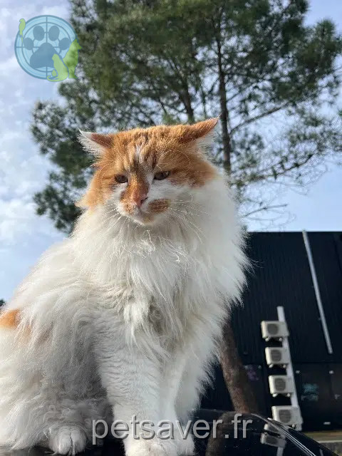 gato perdido 40150 Soorts-Hossegor Tipunch gato lost 40150 Soorts-Hossegor Tipunch