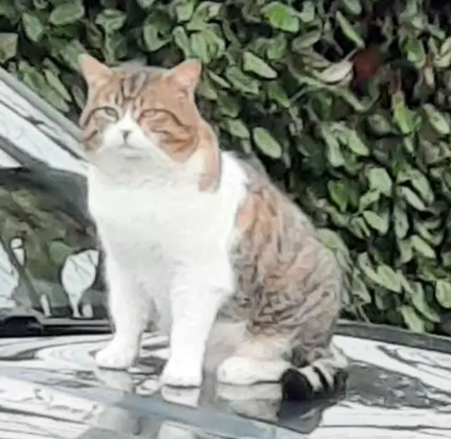 chat lost   40090 Saint-Perdon Titus