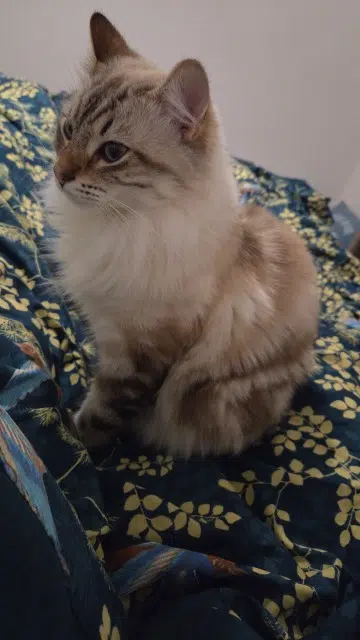 chat lost   40280 Saint-Pierre-du-Mont Tsuki