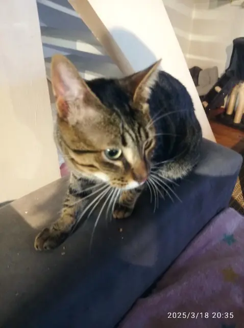 chat lost   40300 Orthevielle Uno