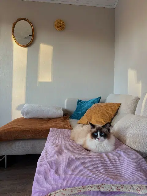 chat lost   40560 Vielle-Saint-Girons Aby