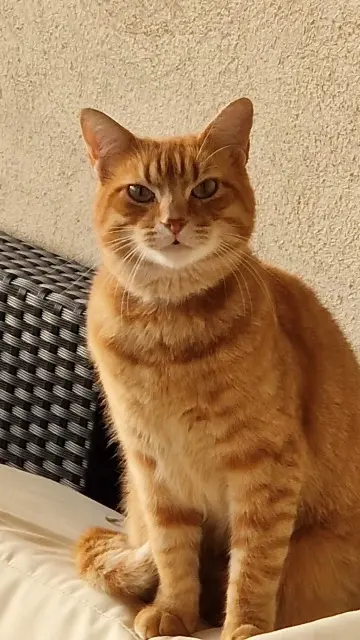 chat lost   40560 Vielle-Saint-Girons Hélios