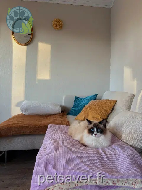 gatto lost   40560 Vielle-Saint-Girons Aby