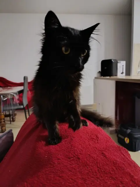 chat lost   40190 Villeneuve-de-Marsan Vodka