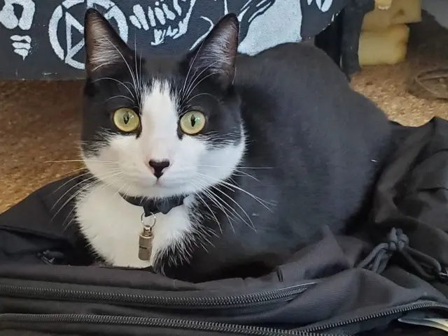 chat lost   40100 Dax Volga