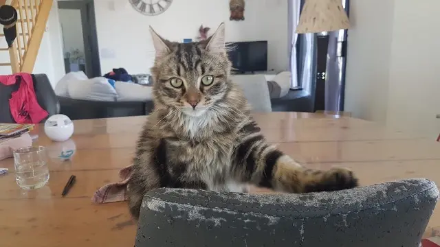 chat lost   40700 Serres-Gaston Yago