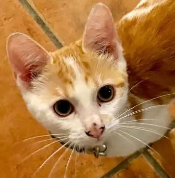 Chat Perdu 40 Landes Chat Perdu 40 Landes