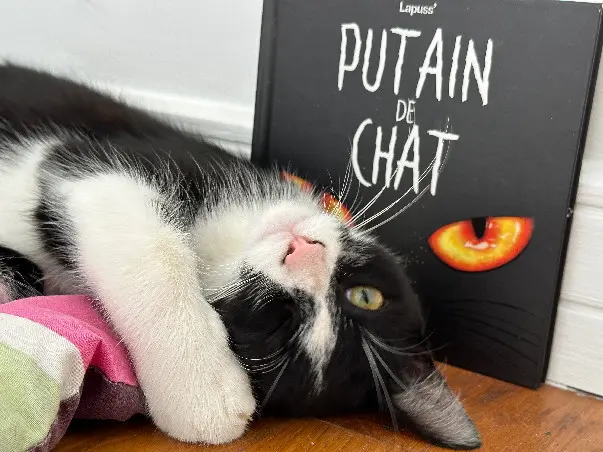 Chat Perdu 40 Landes Chat Perdu 40 Landes