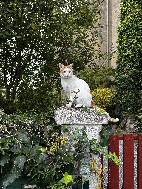 Chat Perdu 40 Landes Chat Perdu 40 Landes
