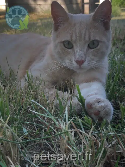 chat lost   41250 Tour-en-Sologne Aarod
