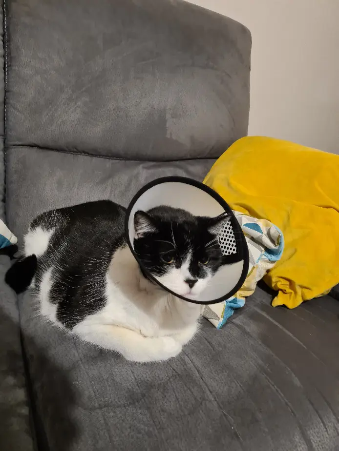 Chat Perdu 41 Loir-et-Cher - Atchoum Chat Perdu 41 Loir-et-Cher - Atchoum