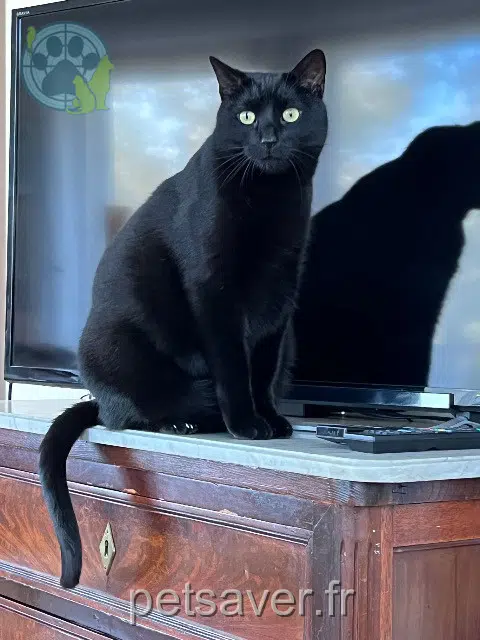 chat lost   41700 Cheverny Attila