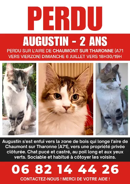 chat lost   41600 Chaumont-sur-Tharonne Augustin