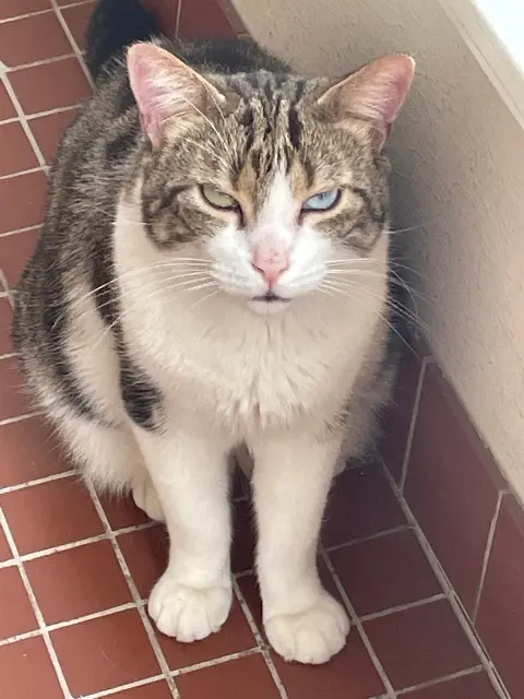 chat lost   41100 Pezou Azur