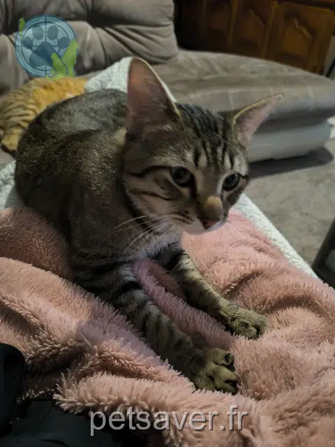 chat lost   41200 Romorantin-Lanthenay Baloo