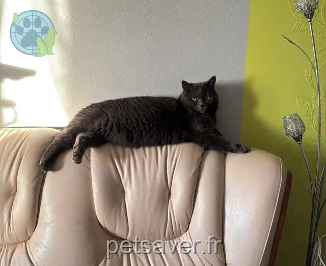 chat lost   41170 Mondoubleau Balou