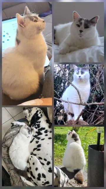 chat lost   41140 Thésée Chacha