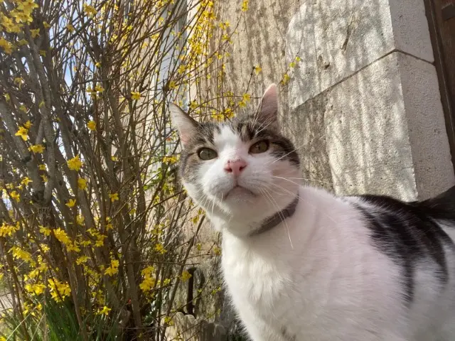 chat lost   41100 Villerable Charlie