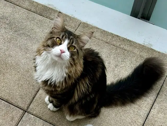 chat lost   41000 Blois Charlie