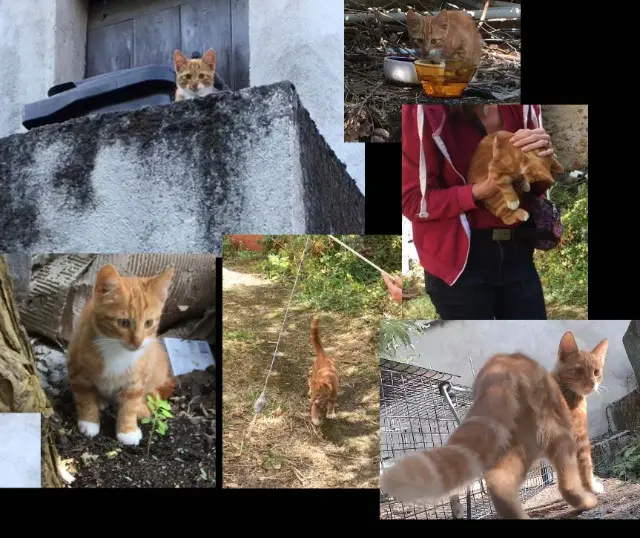 gatto perso 41200 Villefranche-sur-Cher Chatran gatto lost 41200 Villefranche-sur-Cher Chatran