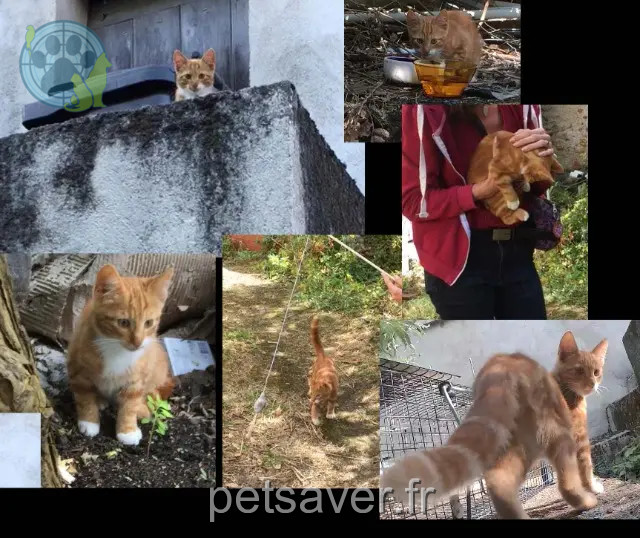 gato perdido 41200 Villefranche-sur-Cher Chatran gato lost 41200 Villefranche-sur-Cher Chatran