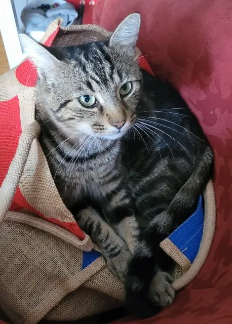 chat lost   41700 Choussy Chtio