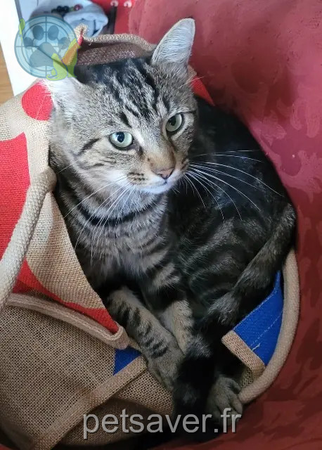 gato perdido 41700 Choussy Chtio gato lost 41700 Choussy Chtio
