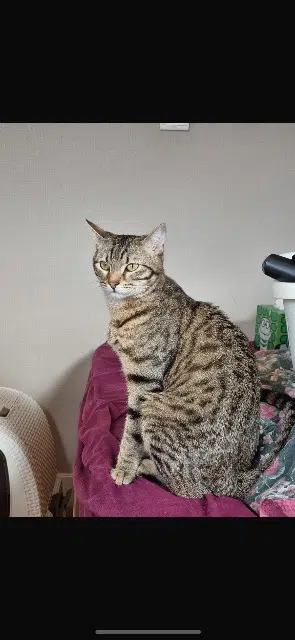 chat lost   41100 Vendôme Cookie