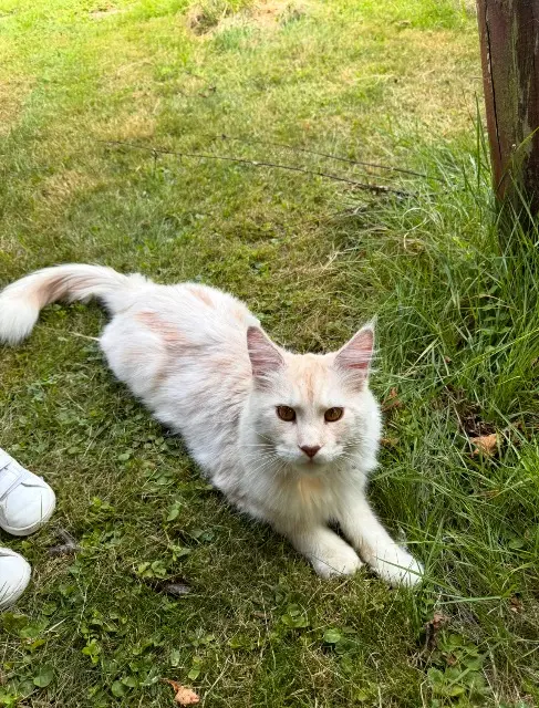 chat lost   41170 Couëtron-au-Perche Ulysse