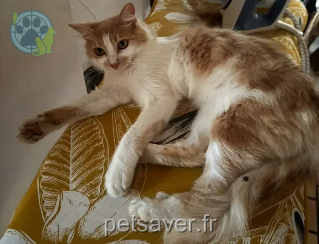 cat lost 41320 La Chapelle-Montmartin Dzeus cat lost 41320 La Chapelle-Montmartin Dzeus