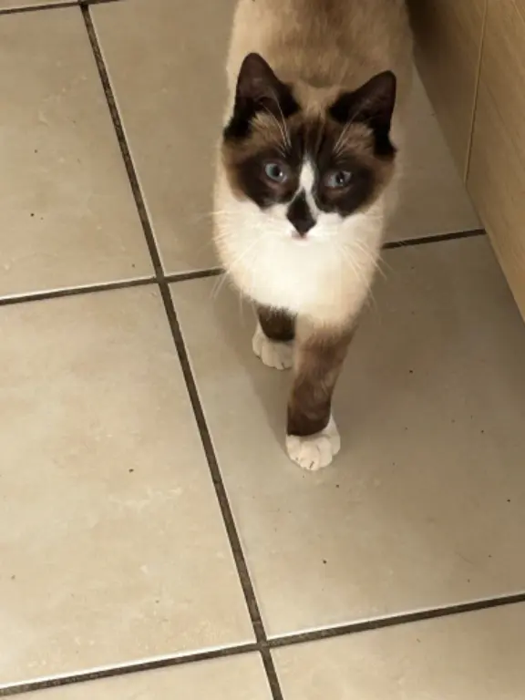 Chat Perdu 41 Loir-et-Cher Chat Perdu 41 Loir-et-Cher